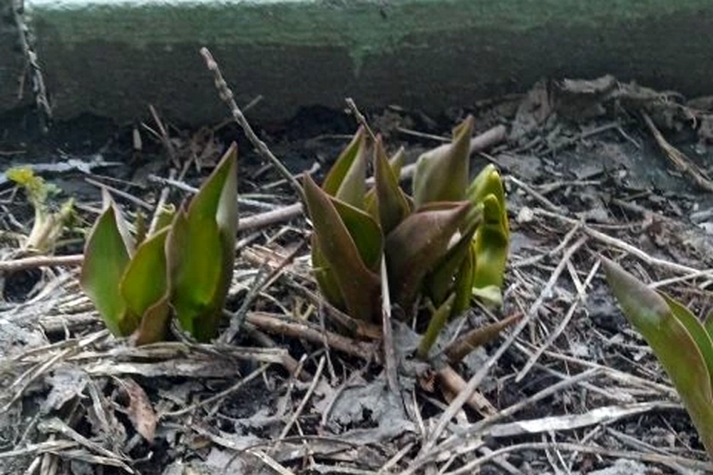 Первоцветы проклюнулись в Новосибирской области