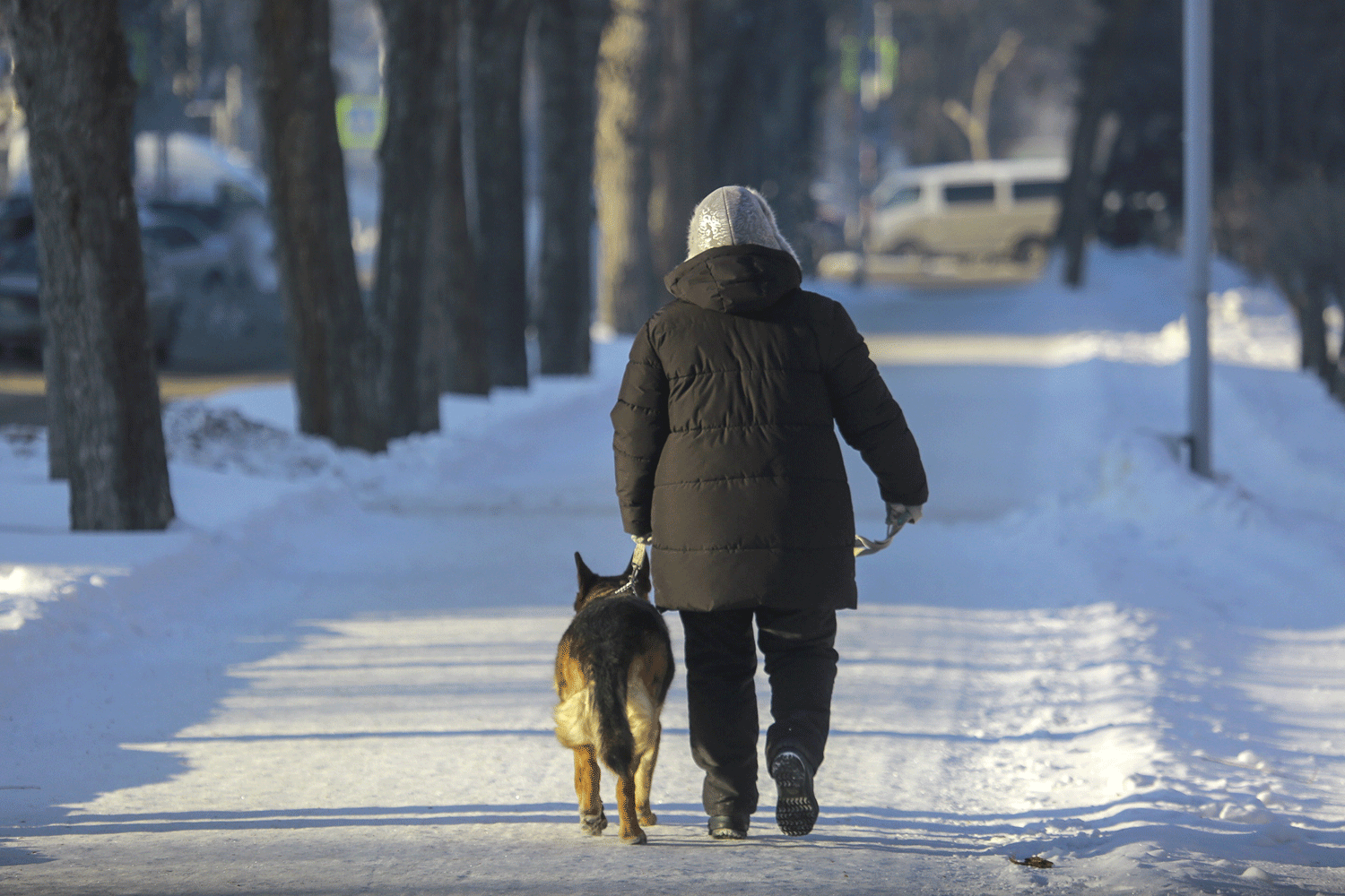 Навязчивую тягу собак ко льду и снегу объяснили специалисты