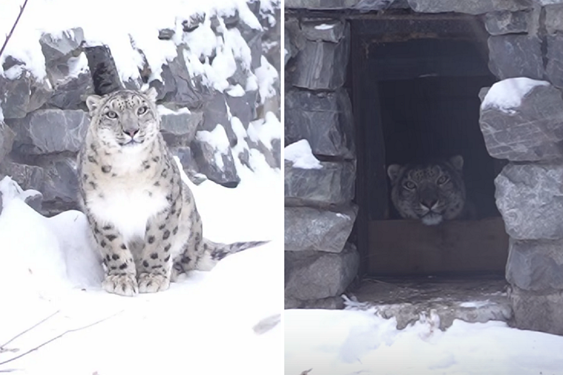 Самку снежного барса Серебряну показал новосибирский зоопарк: видео