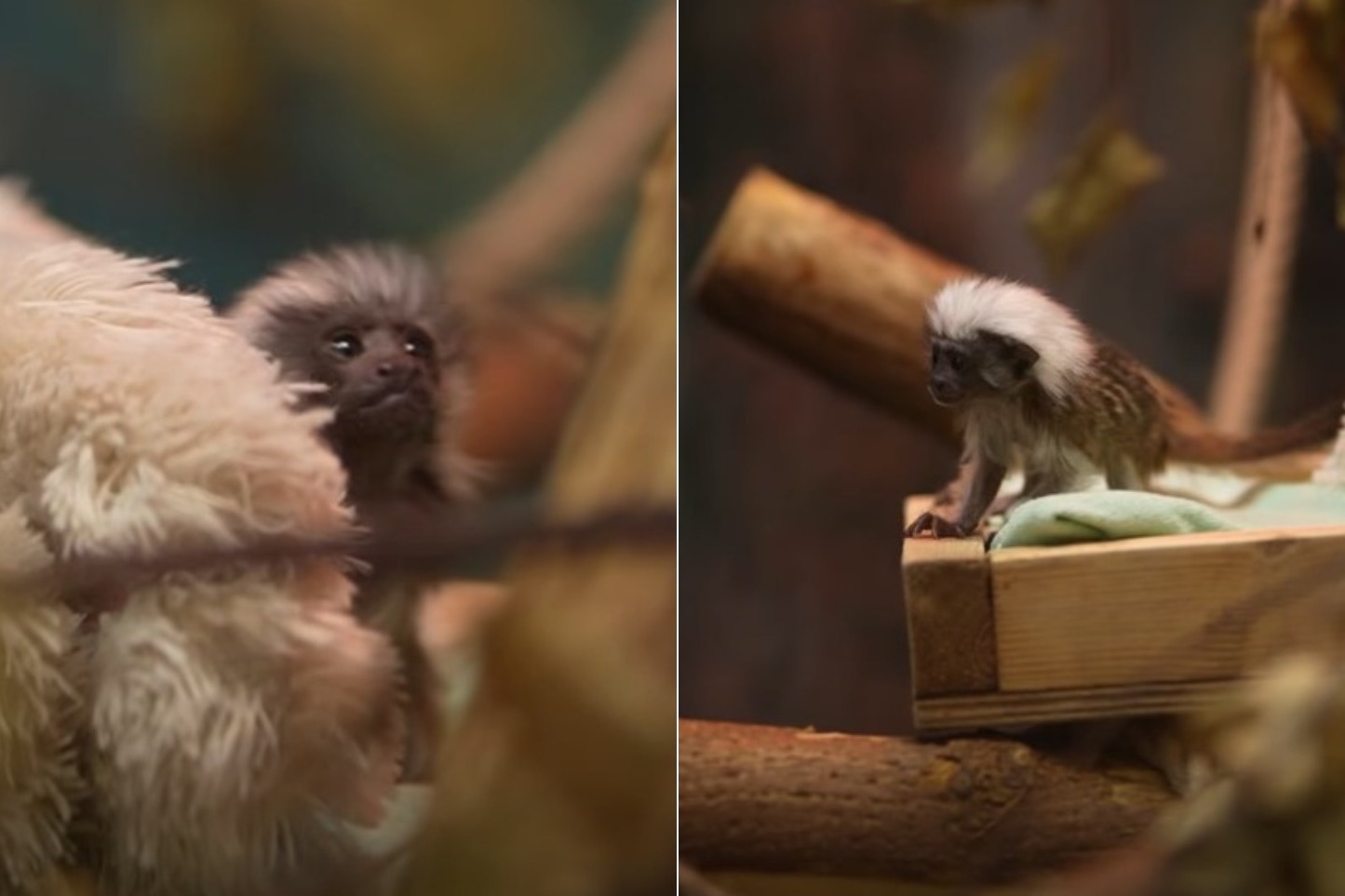 Видео с крошечным тамарином Бусинкой показал Новосибирский зоопарк