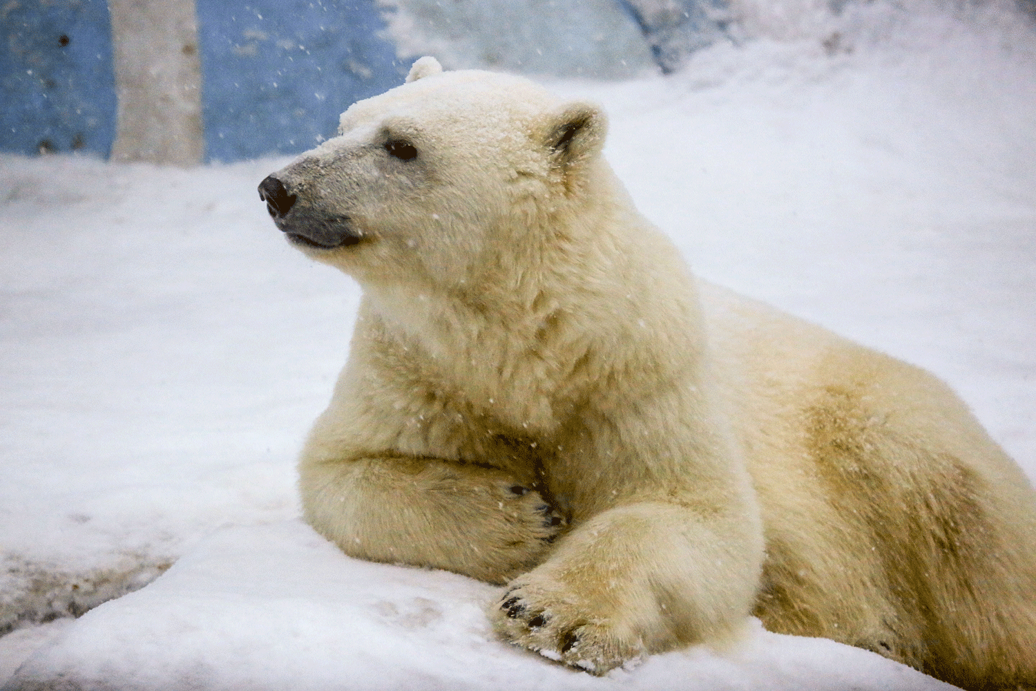 Весеннюю декаду пожилых открывают в Новосибирском зоопарке