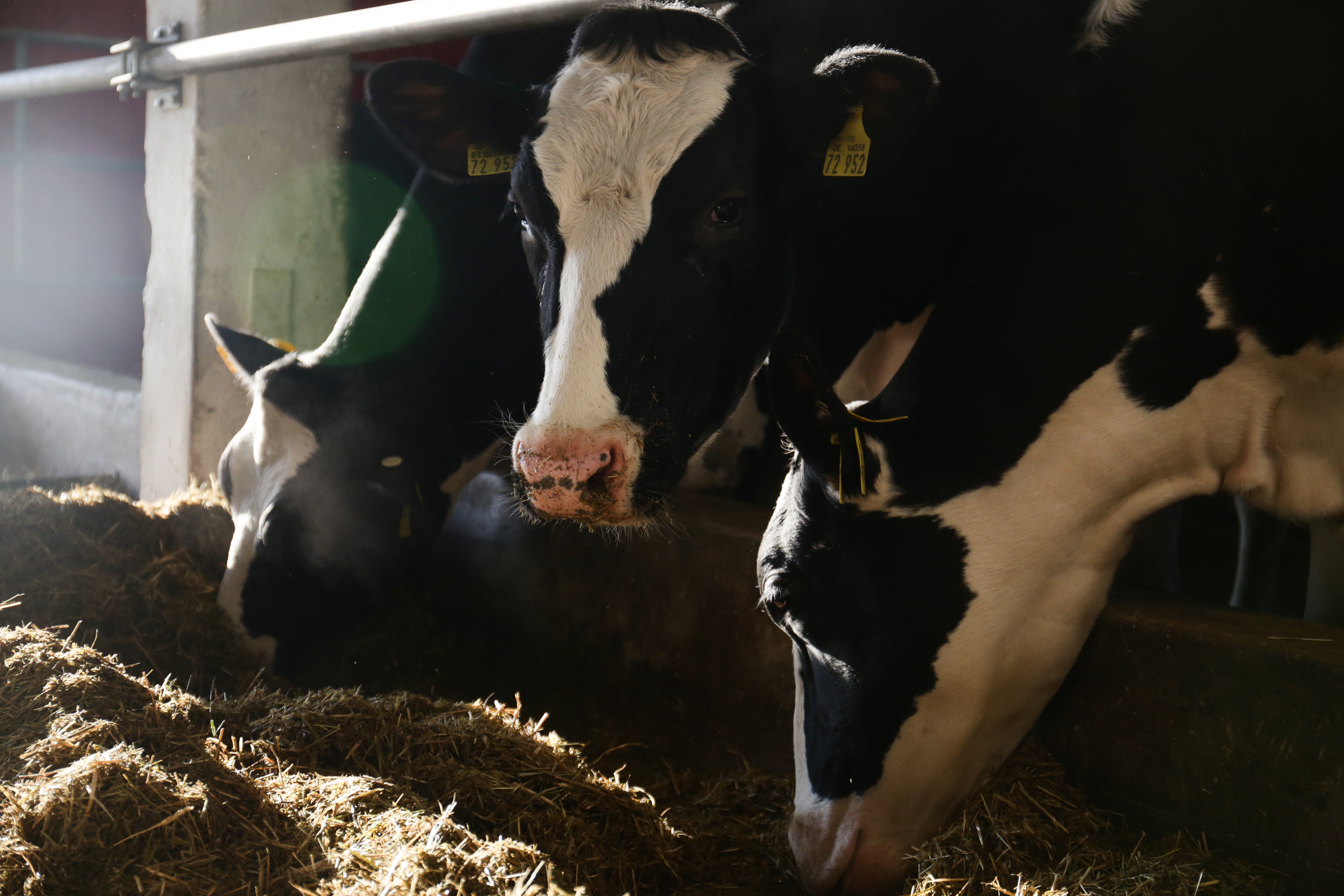 В Новосибирской области уже 17 дней не фиксируют новые случаи пастереллёза