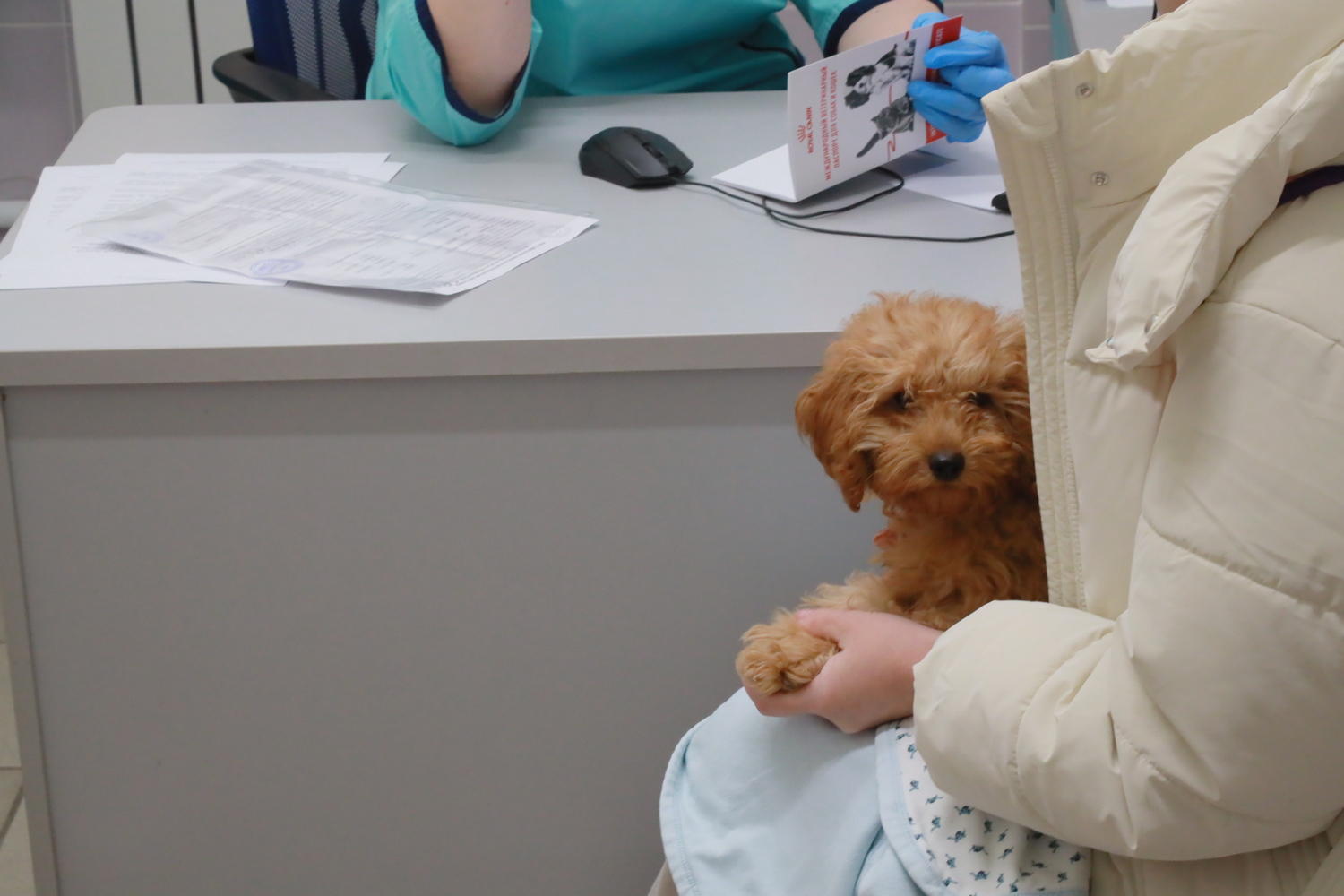 Как будут работать городские ветклиники в новогодние праздники