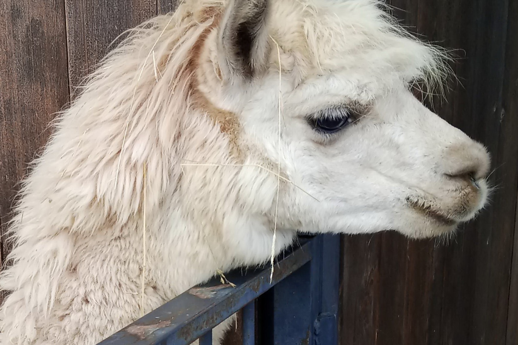 Парк с чилийскими альпаками открывают под Новосибирском