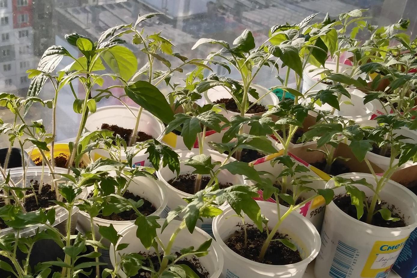 Какие овощи сеять на рассаду в феврале — рассказала новосибирский агроном