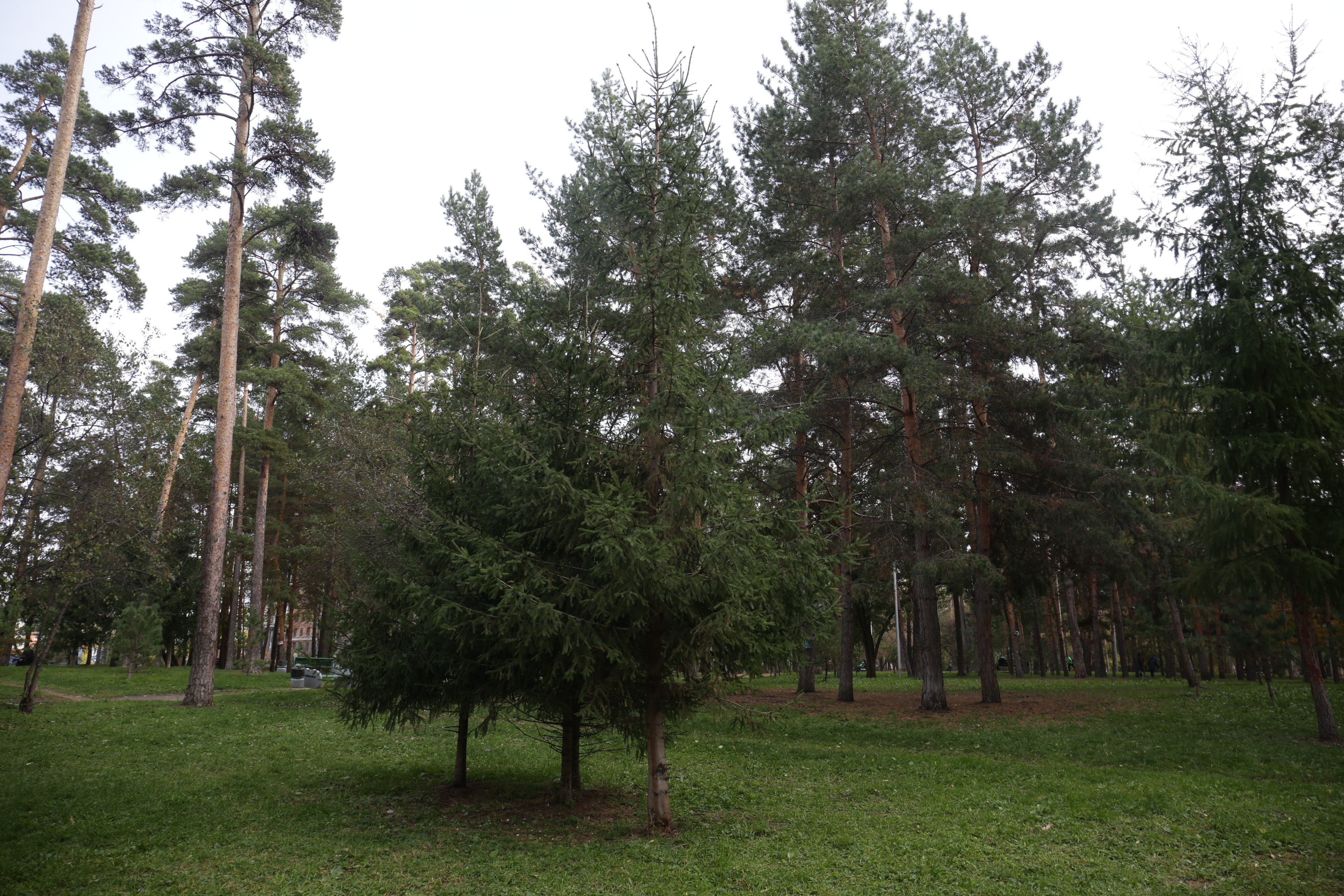 26 территорий примут участие в зелёном голосовании в Новосибирске