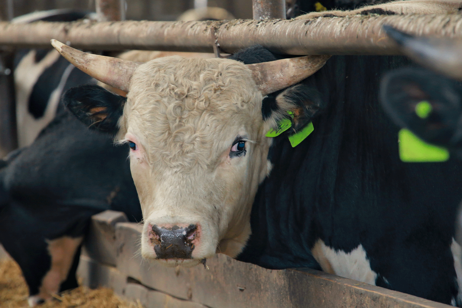 113 семей получили выплаты за изъятый скот в Новосибирской области