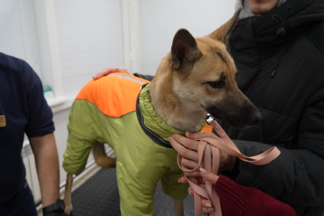 Собачий холод: нужна ли четвероногому питомцу одежда в морозы