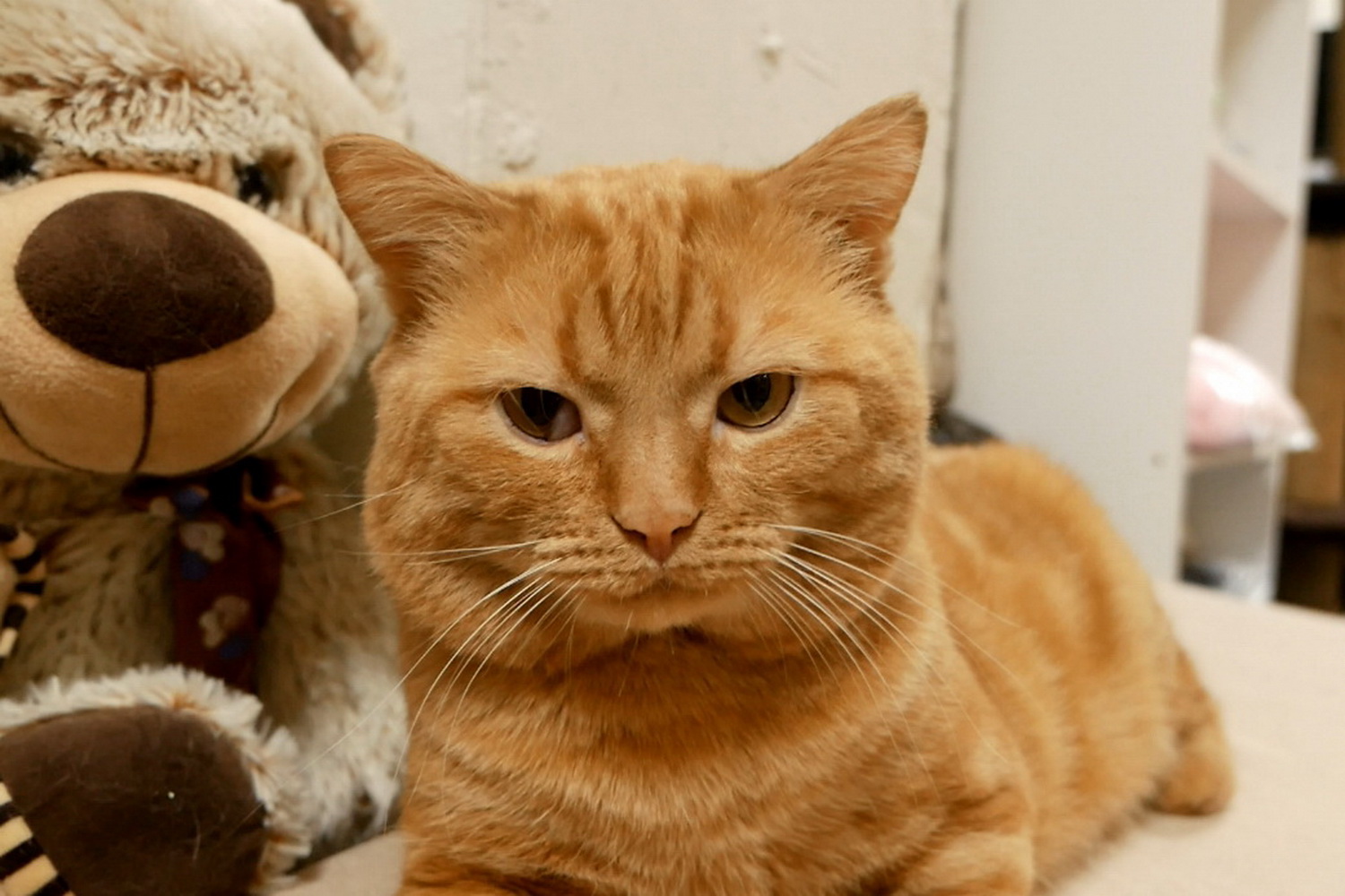 Кошек выселяют: новосибирский приют нуждается в помощи при переезде