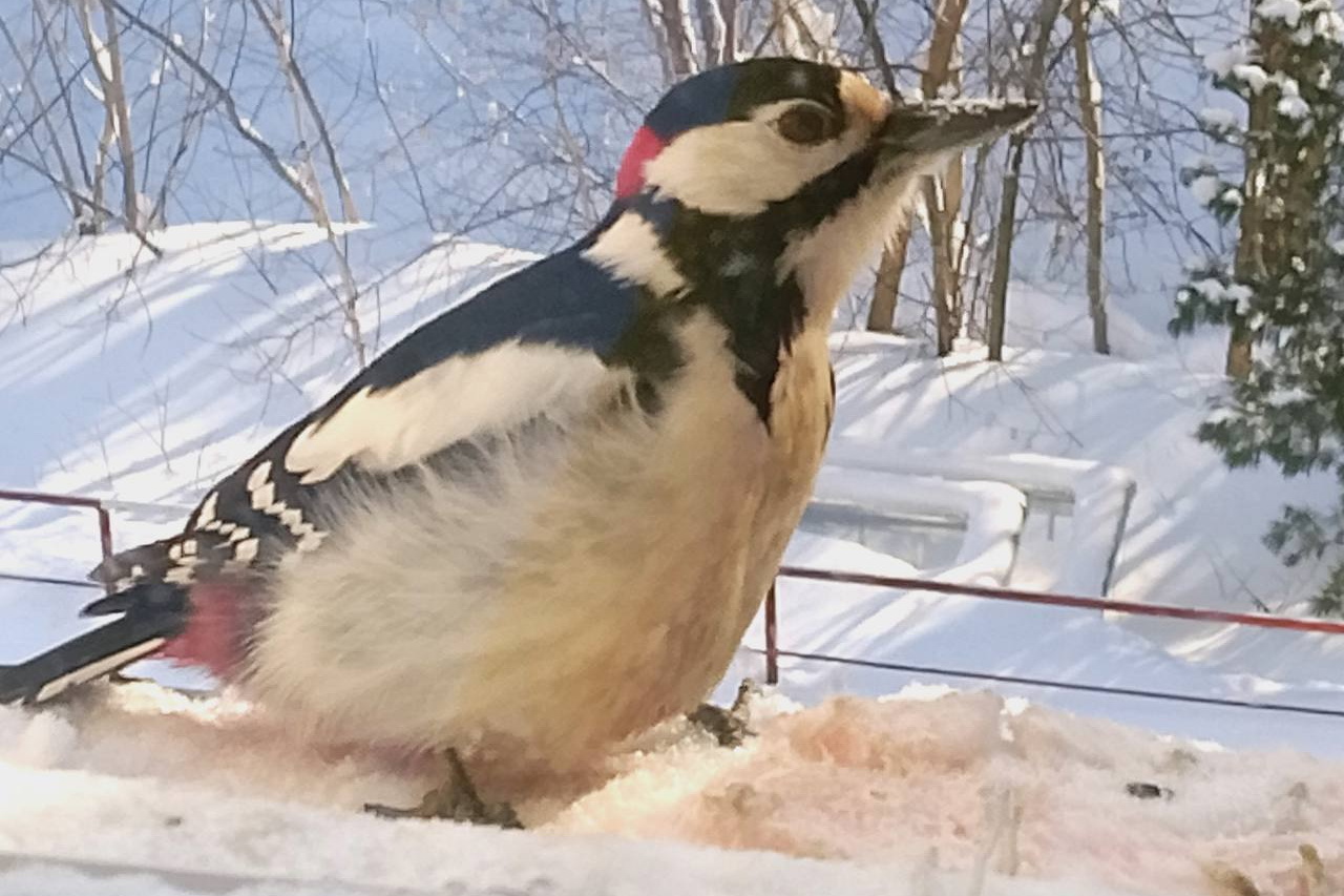Задиристых дубоносов и смелых овсянок у кормушки фотографирует сибирячка
