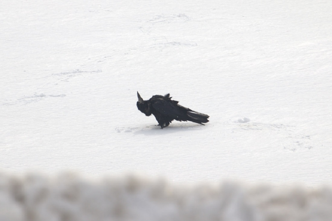 Грачи прилетели: купающихся в снегу пернатых заметили под Новосибирском
