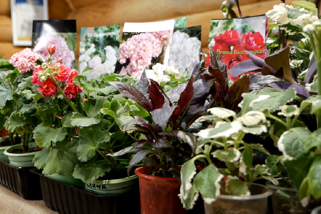 Диковинными цветами радует тоскующих по лету сибирячек «Дачная академия»