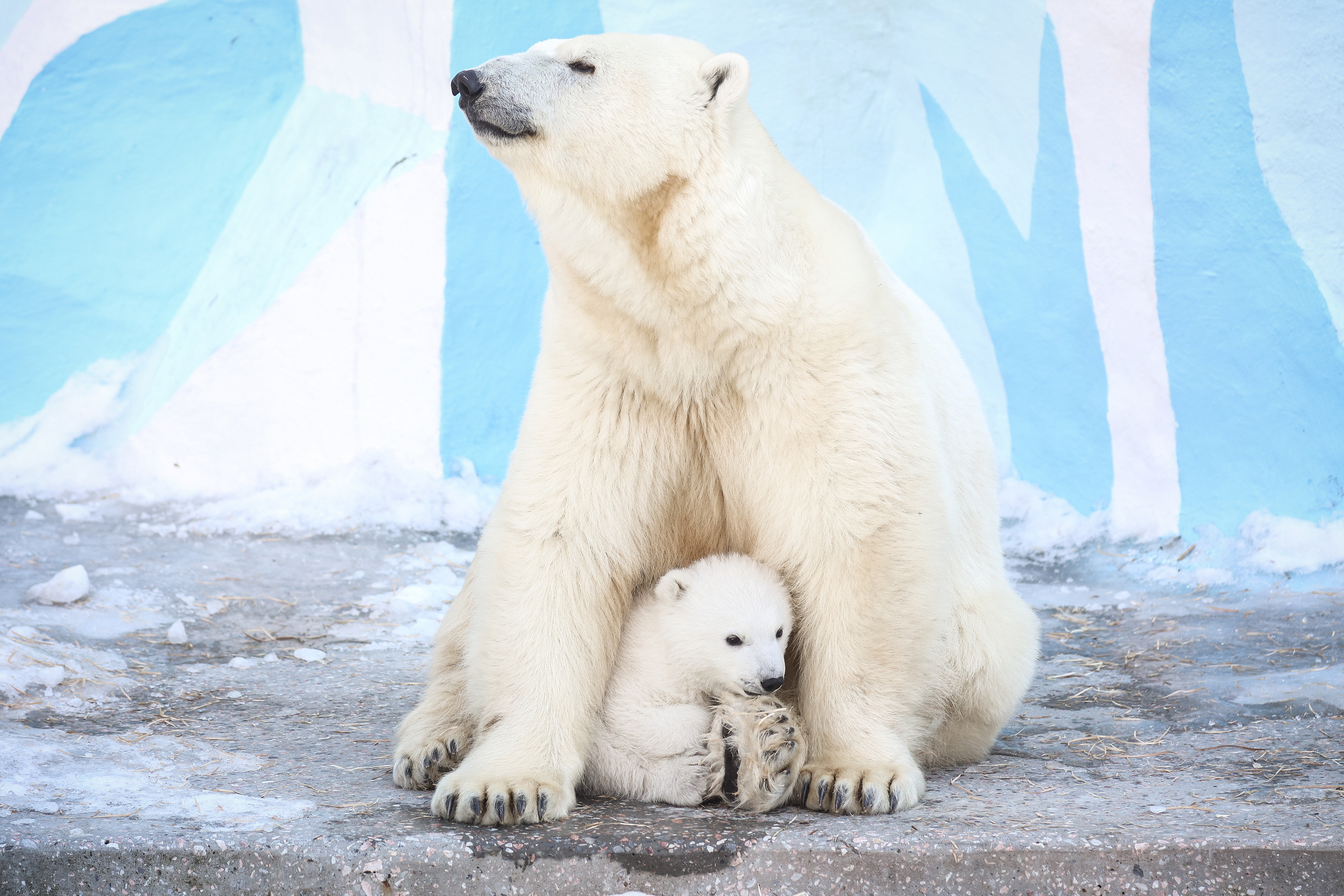 Стал известен пол белого медвежонка из Новосибирского зоопарка