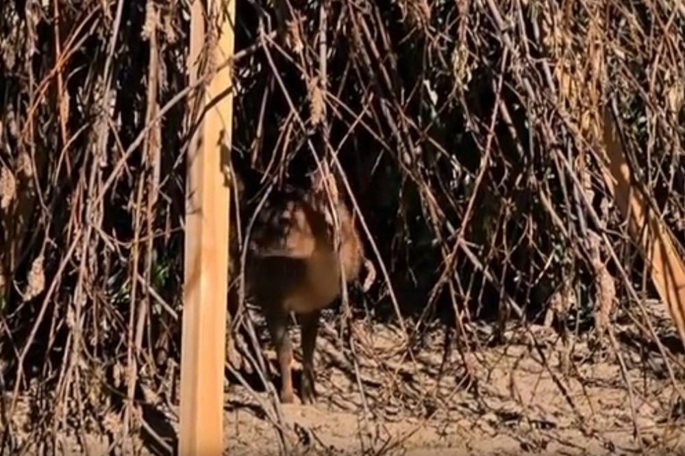 Гавкающие олени из зоопарка в Новосибирске стали родителями