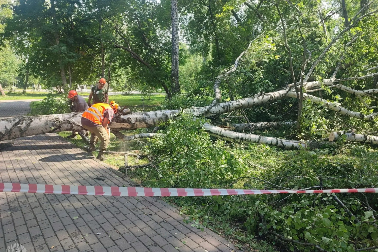 Поваленные в непогоду деревья вывозят из парков Новосибирска