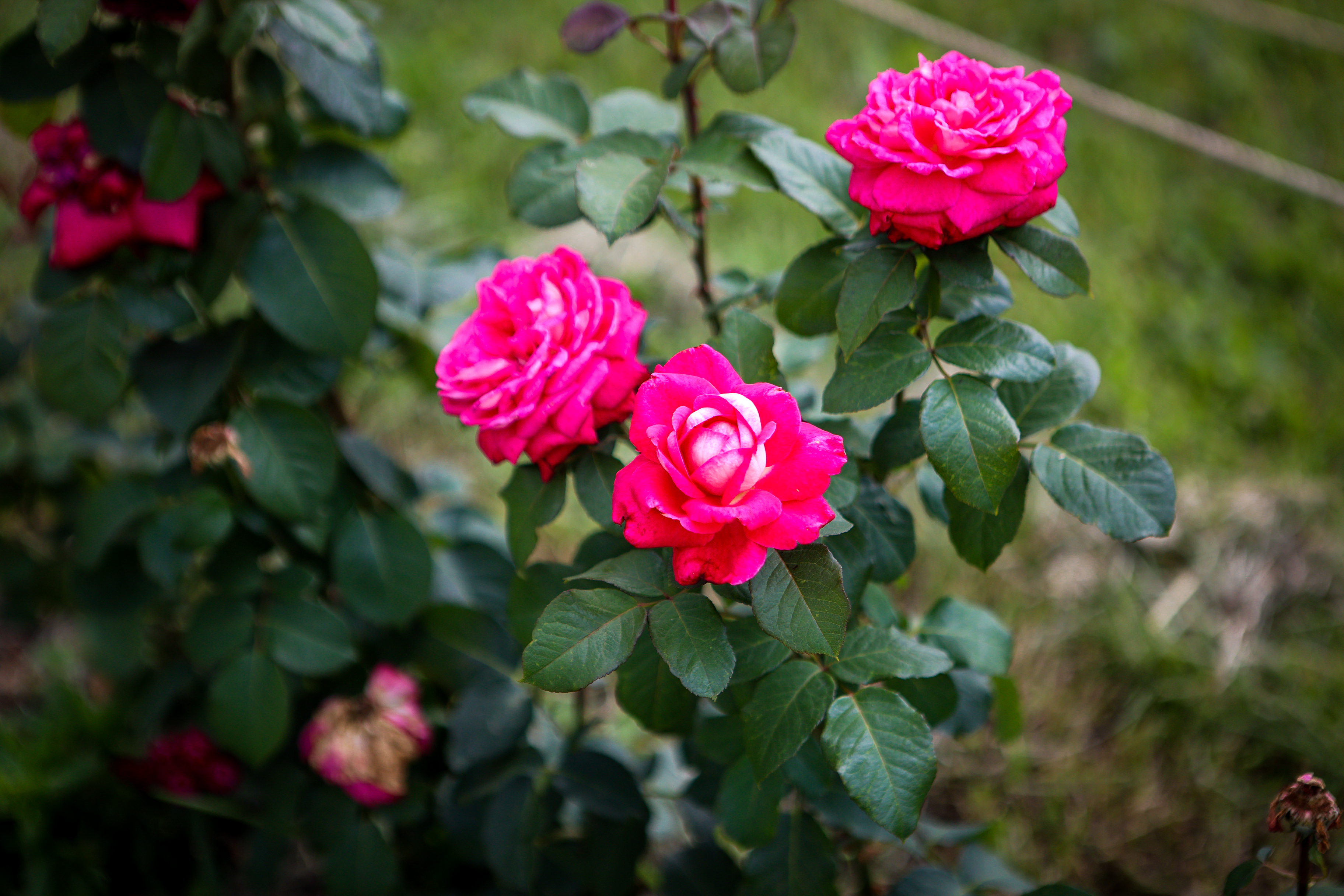 Мэр Кудрявцев: на клумбах Новосибирска высадят 400 тысяч цветов