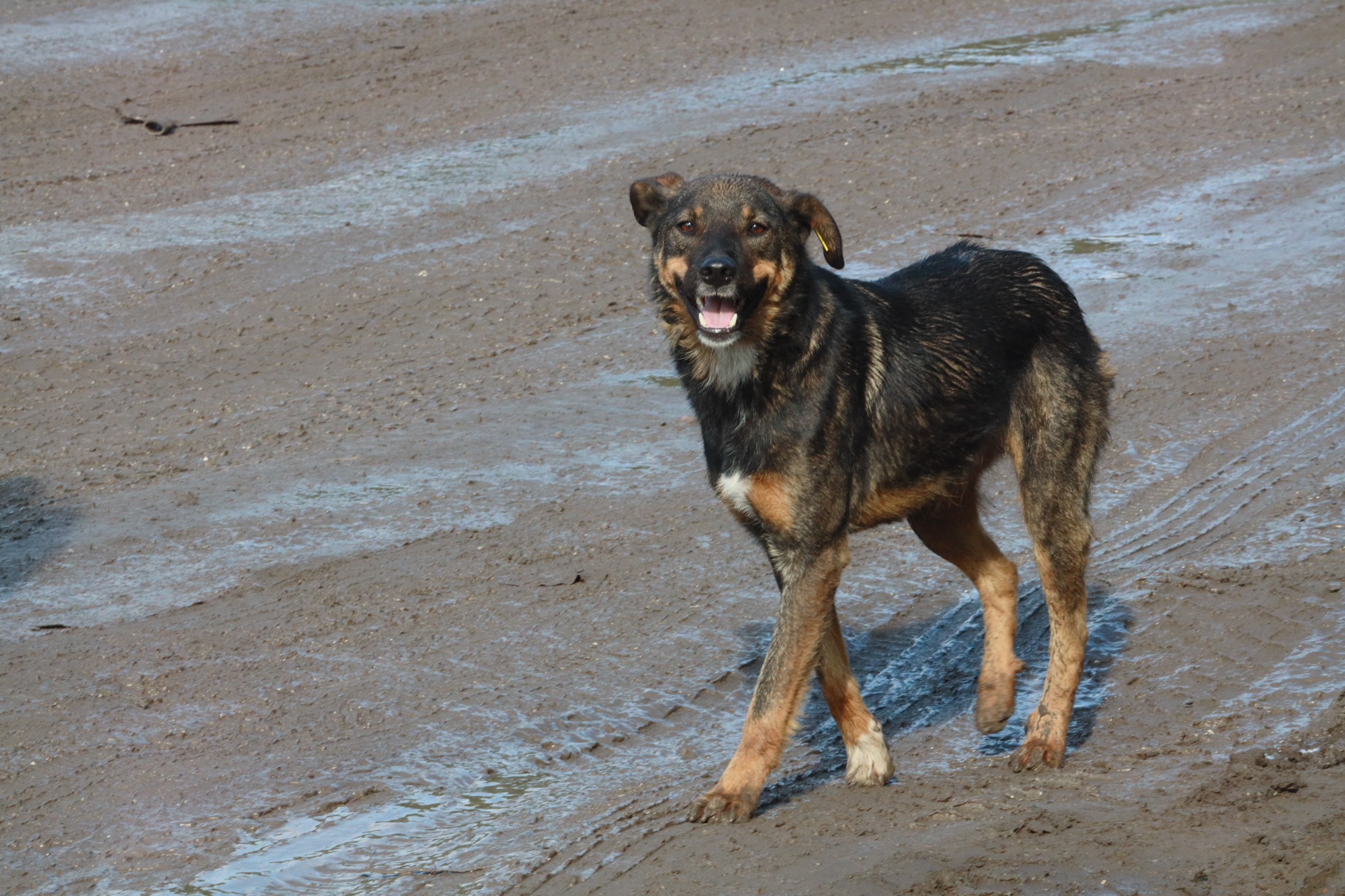 Площадку под новый собачий приют отсыпали золой с ТЭЦ в Новосибирске