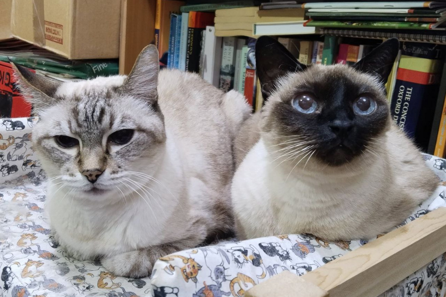 Мохнатые пенсионеры: 5 историй о четвероногих долгожителях Новосибирска