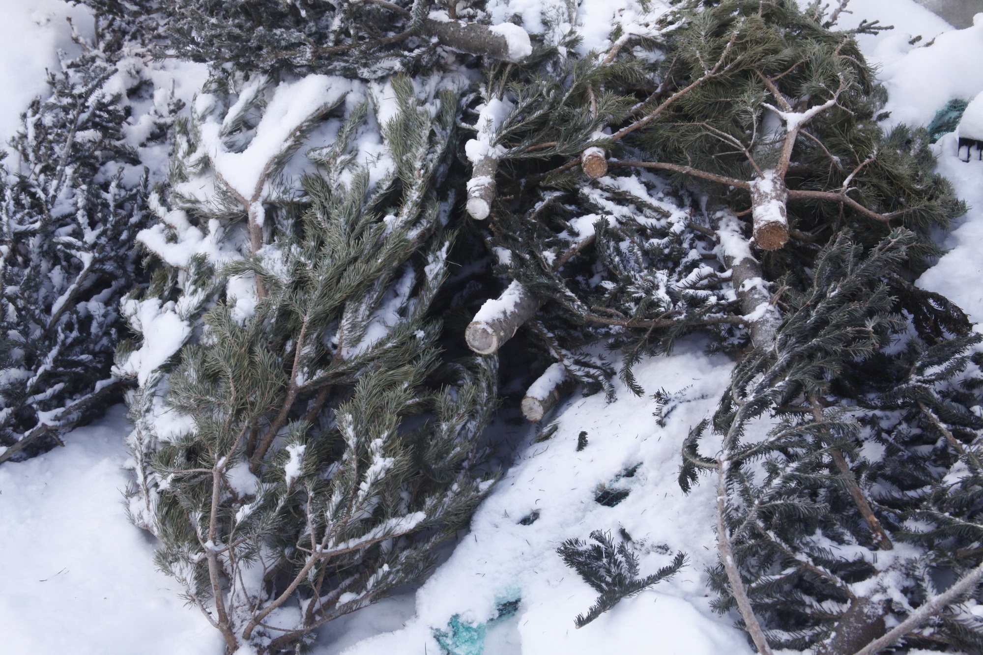 Ёлки и подарки из Новосибирска приехали в Беловодский район ЛНР