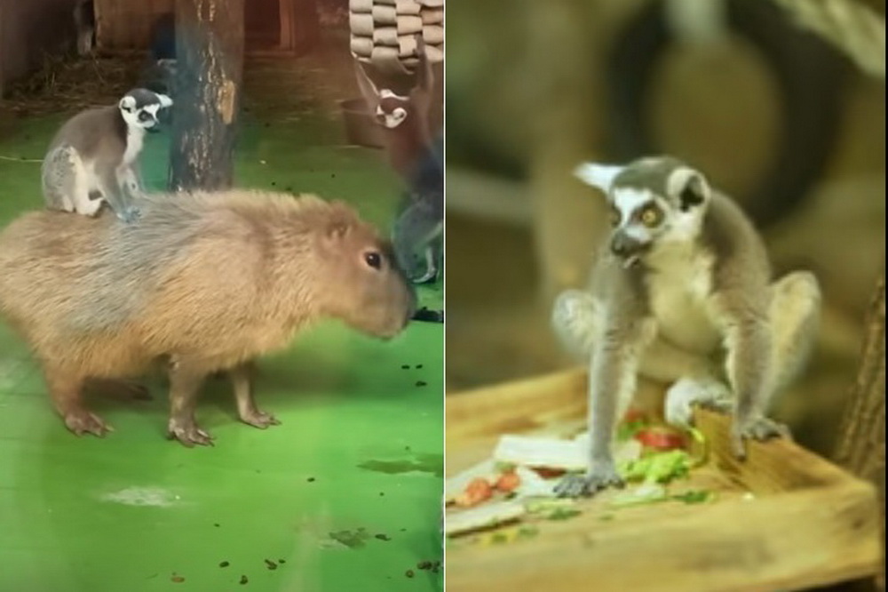 Лемур проехался на капибаре в Новосибирском зоопарке