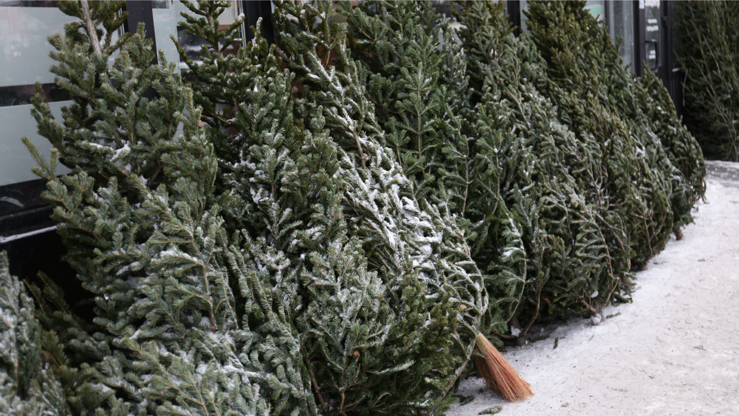 Опасность насекомых с новогодних ёлок опровергли эксперты