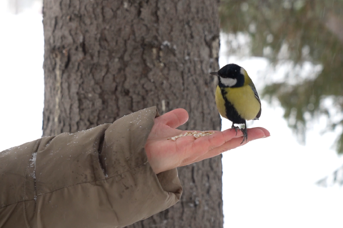 Злаки, орехи, перловка: чем кормить птиц в парках Новосибирска зимой