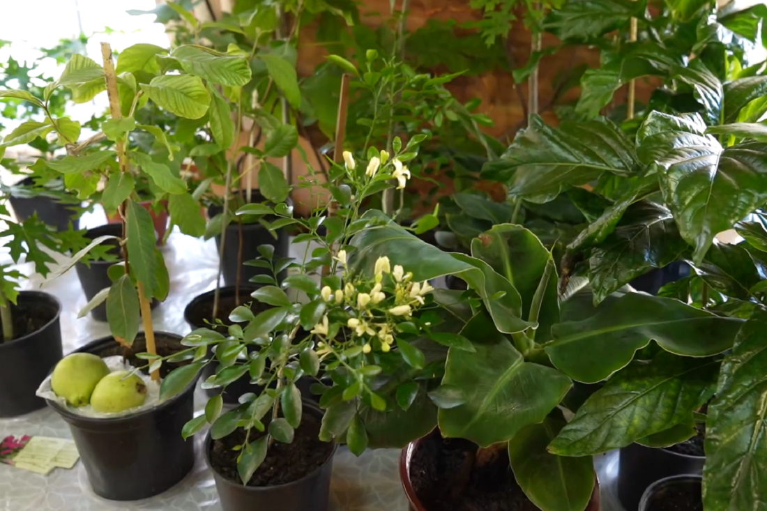 Кустарник с ягодами долголетия привезли на выставку в Дачную академию