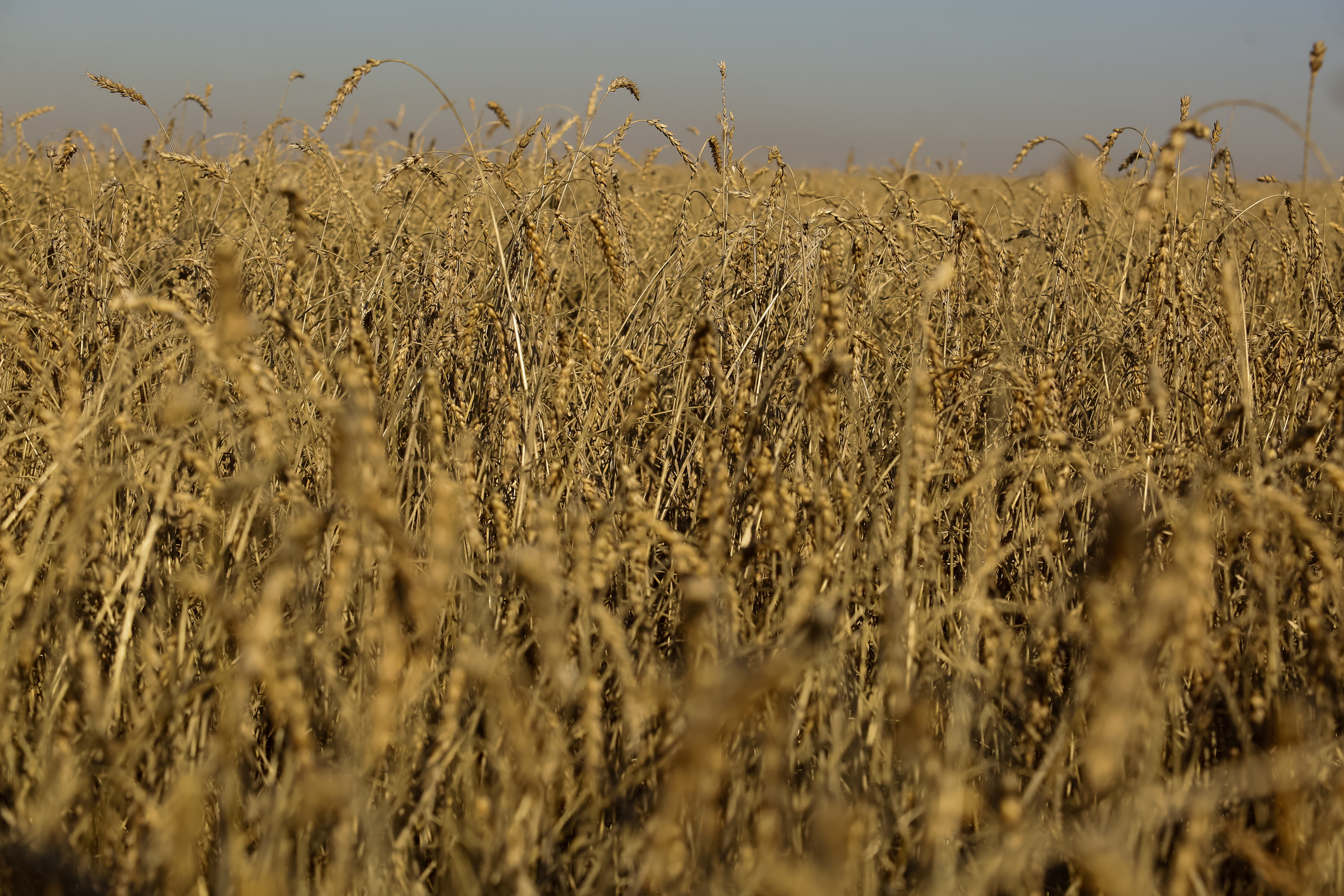 Портативный влагомер для зерна с максимальной точностью создали в НГТУ