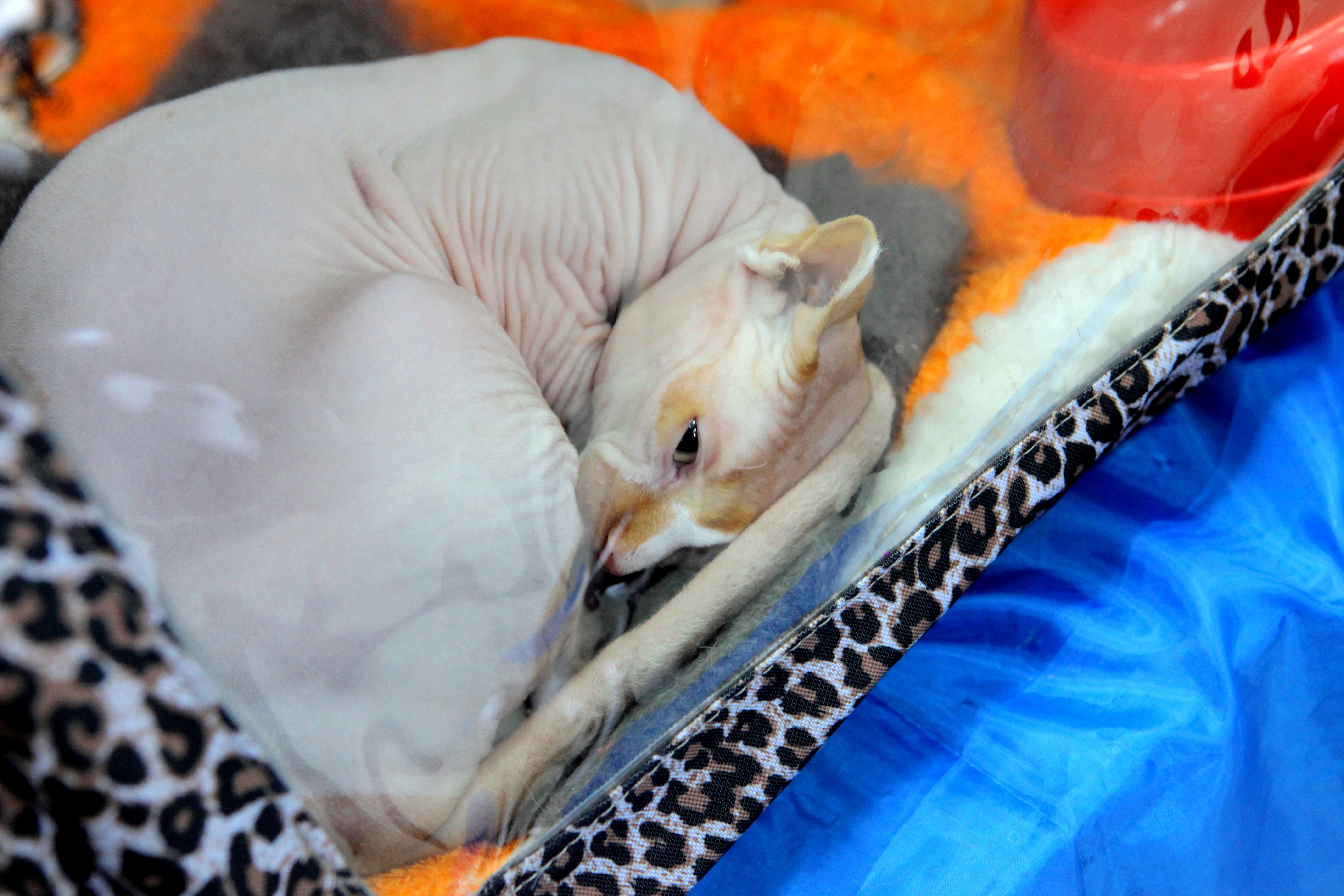 Спать или не спать днём — ответ невролога