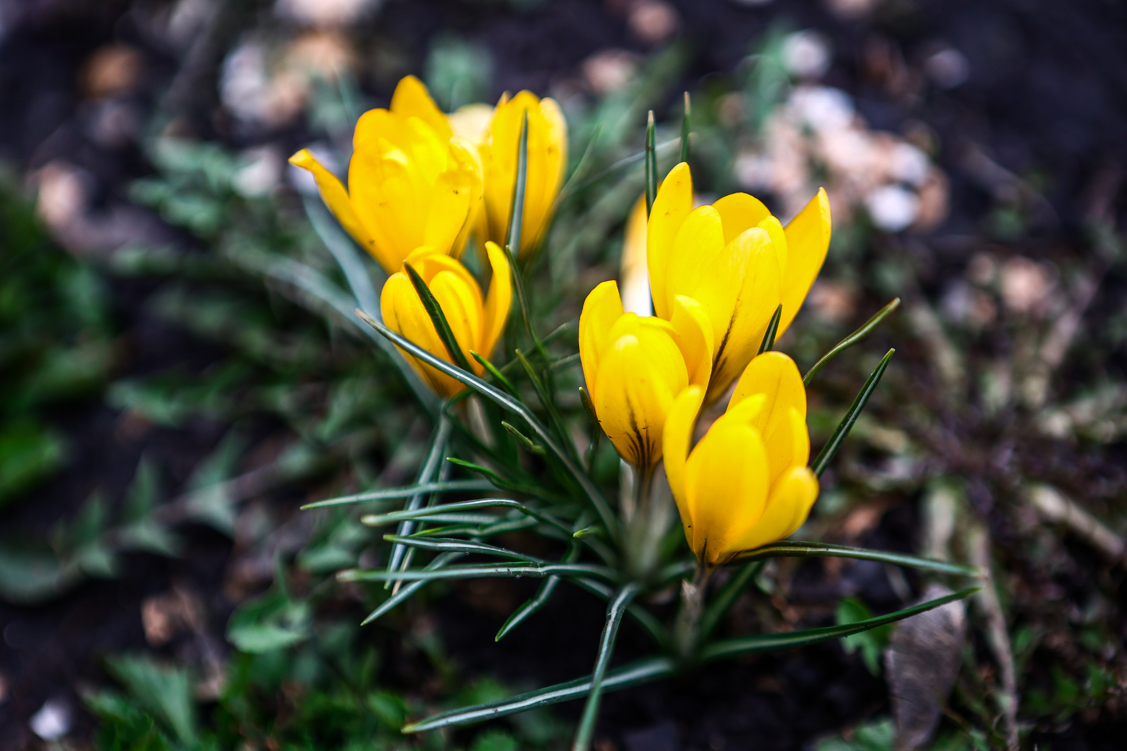 Ещё один парк имени Юрия Бугакова создают в Новосибирской области