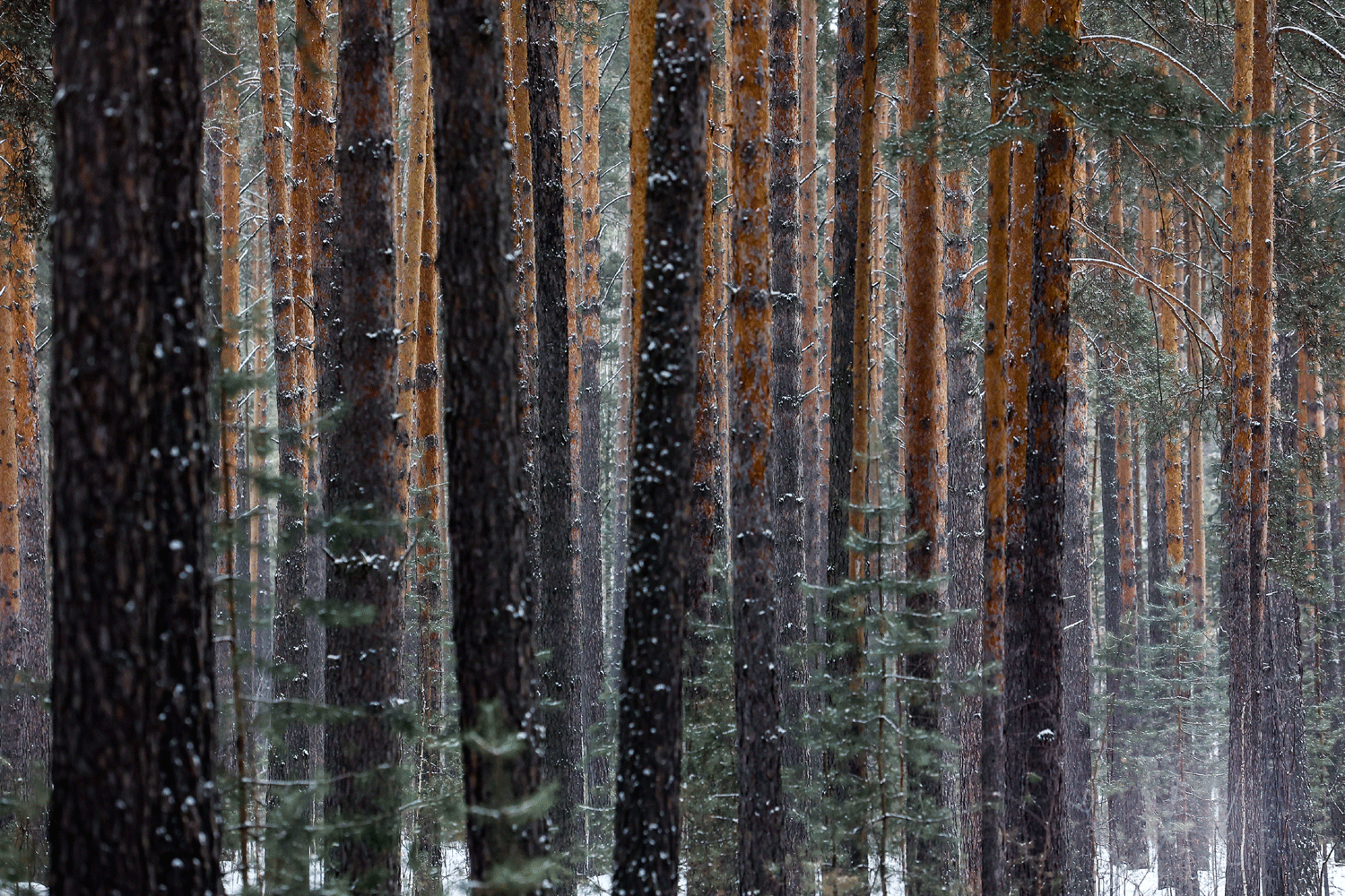 Почти тонну семян кедра отобрали для восстановления сибирских лесов