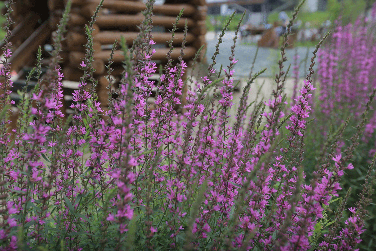 Идеи по зелёному голосованию принимают до 27 марта в Новосибирске