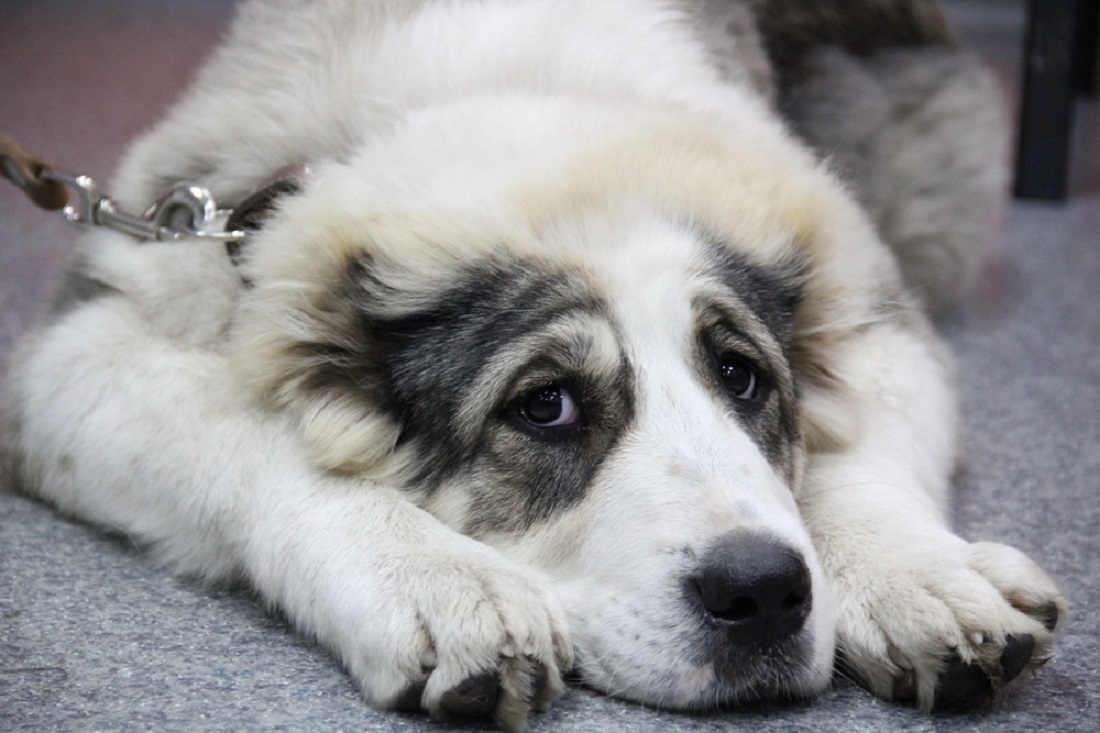 15 собак и 3 кошки съездили за границу на каникулах вместе с новосибирцами