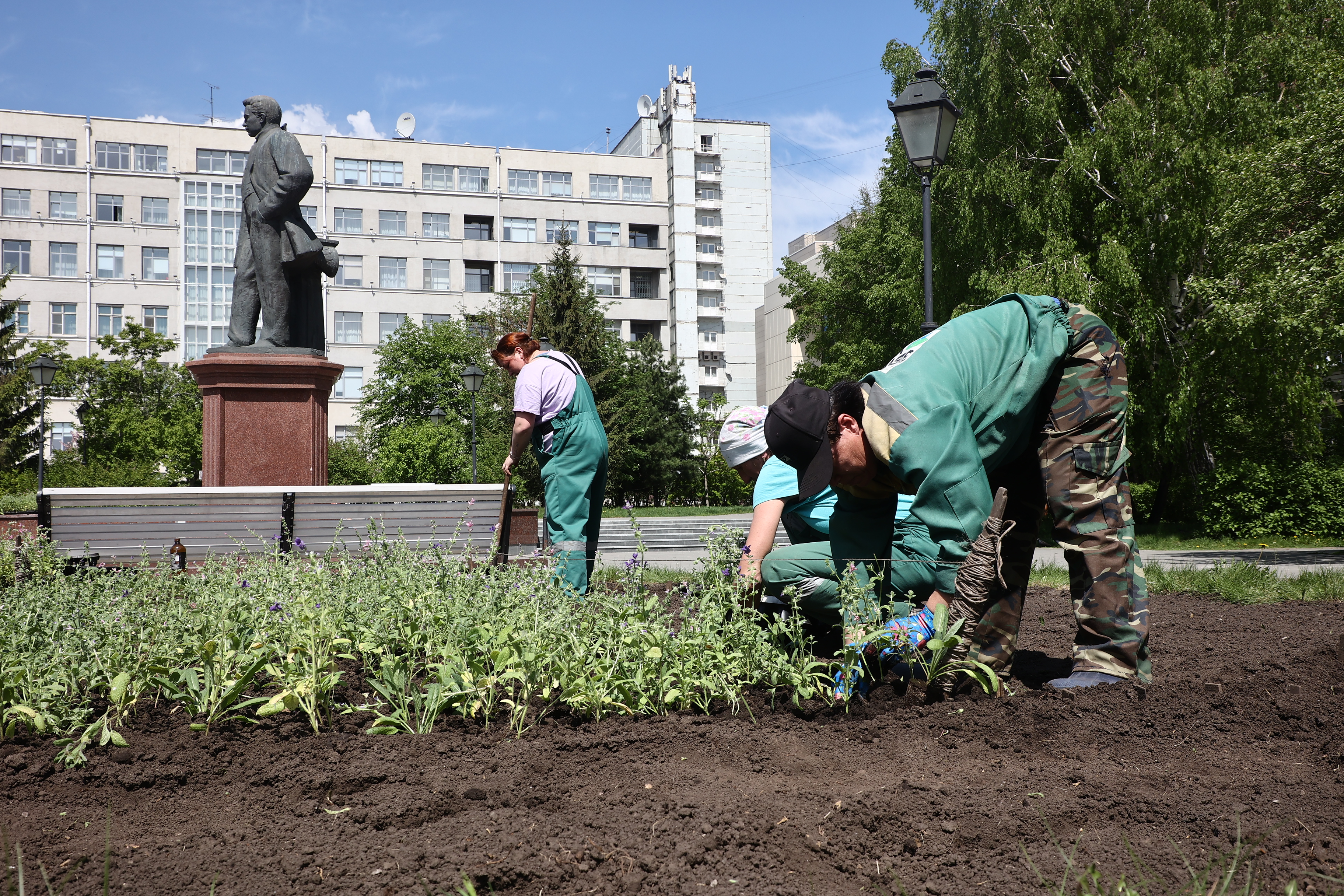 Полмиллиона однолетних цветов украсят новосибирские клумбы ко Дню города