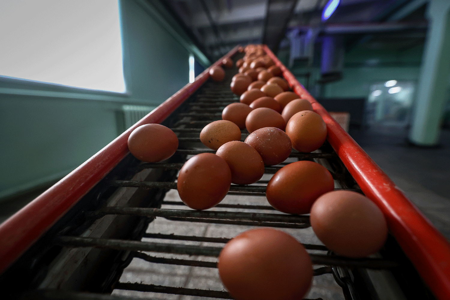 Объёмы выпуска яиц на птицефабриках превысили потребности новосибирцев