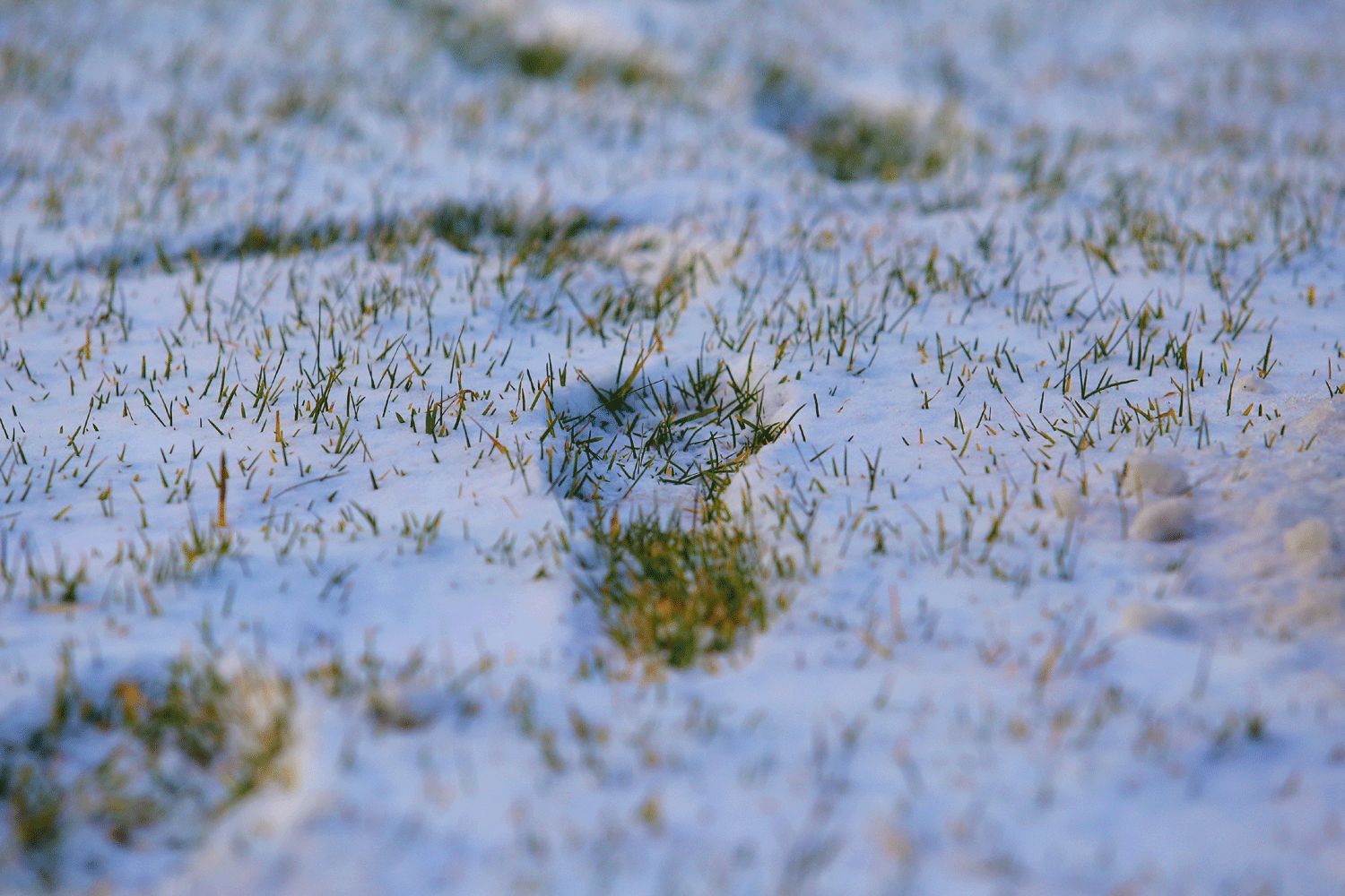 Подрядчики заплатят за порчу газонов при уборке снега в Новосибирске