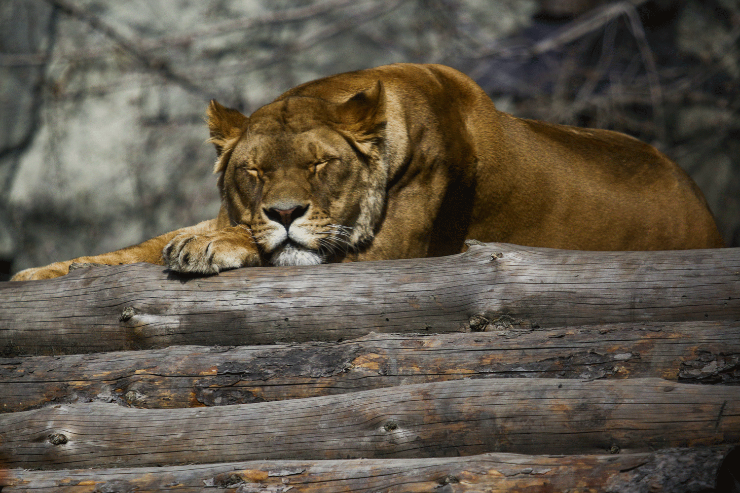 Мэр Кудрявцев напомнил пенсионерам о бесплатном входе в зоопарк