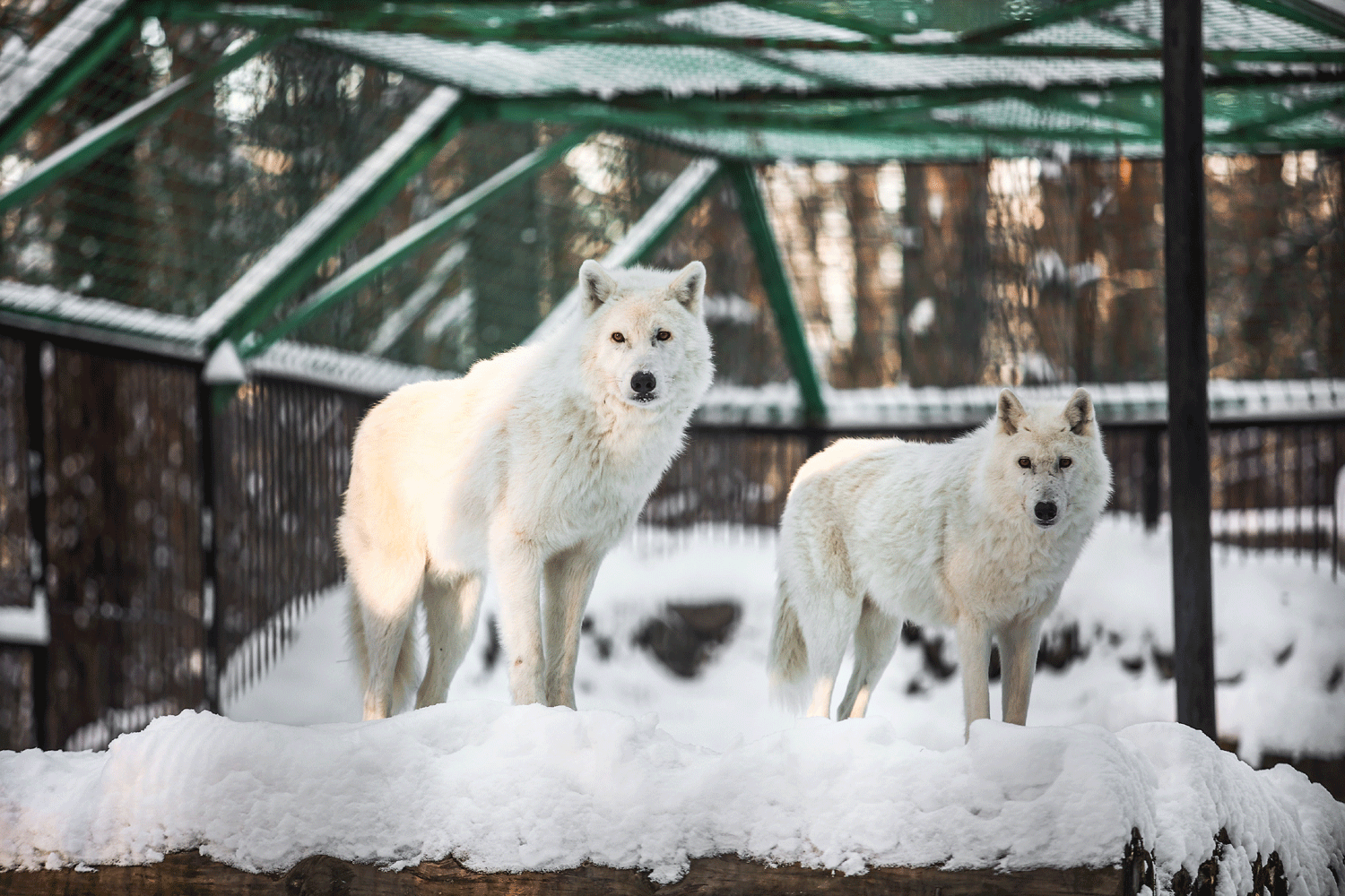 Новосибирский зоопарк с 17 февраля продлил часы работы в будни