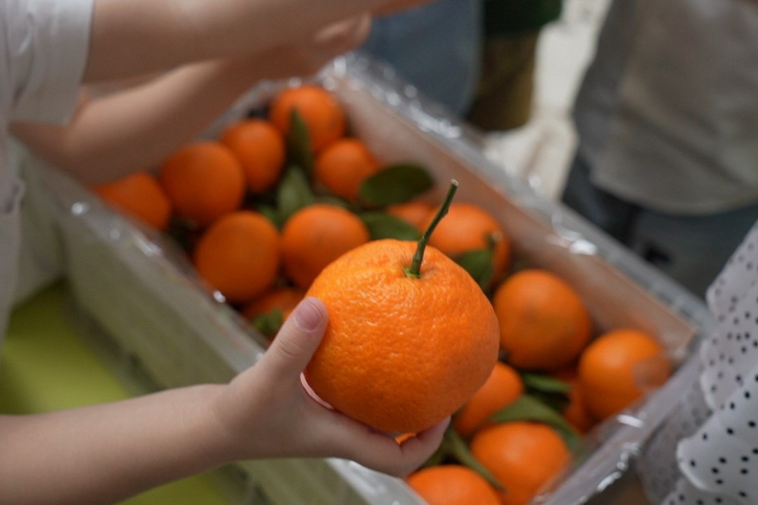 «Новосибирские новости» вручили ящик мандаринов за лучшее новогоднее окно