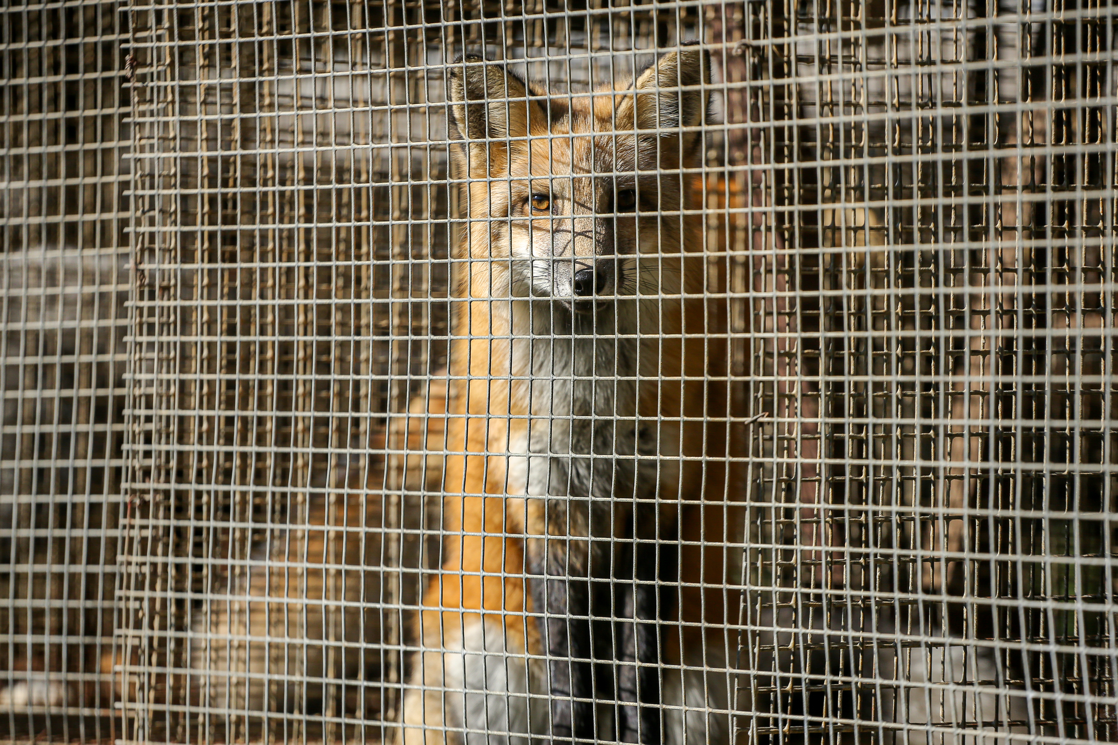 Агрессивная лиса напала на жительницу села под Новосибирском
