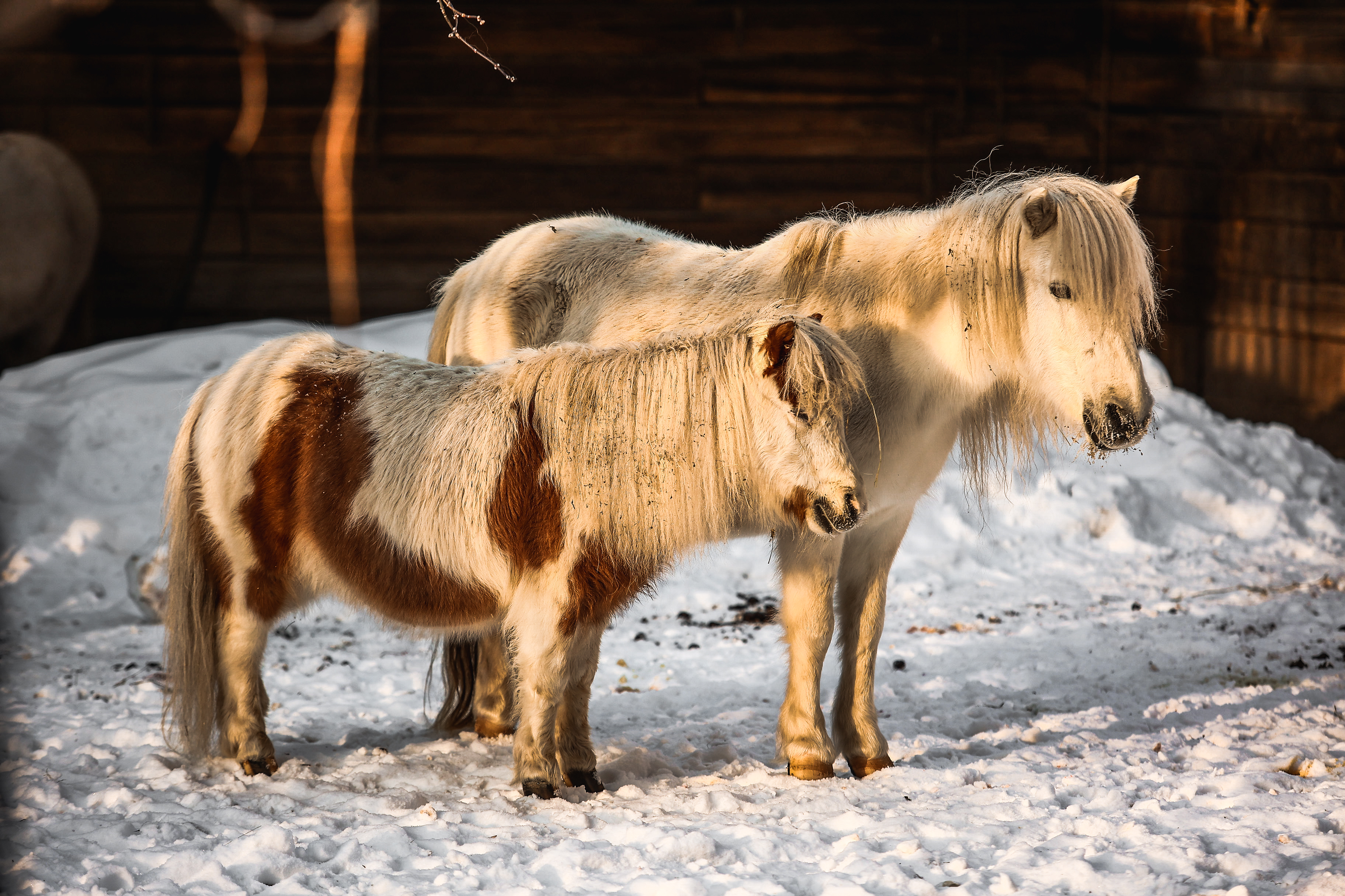 Новосибирский зоопарк продлил работу по выходным на час