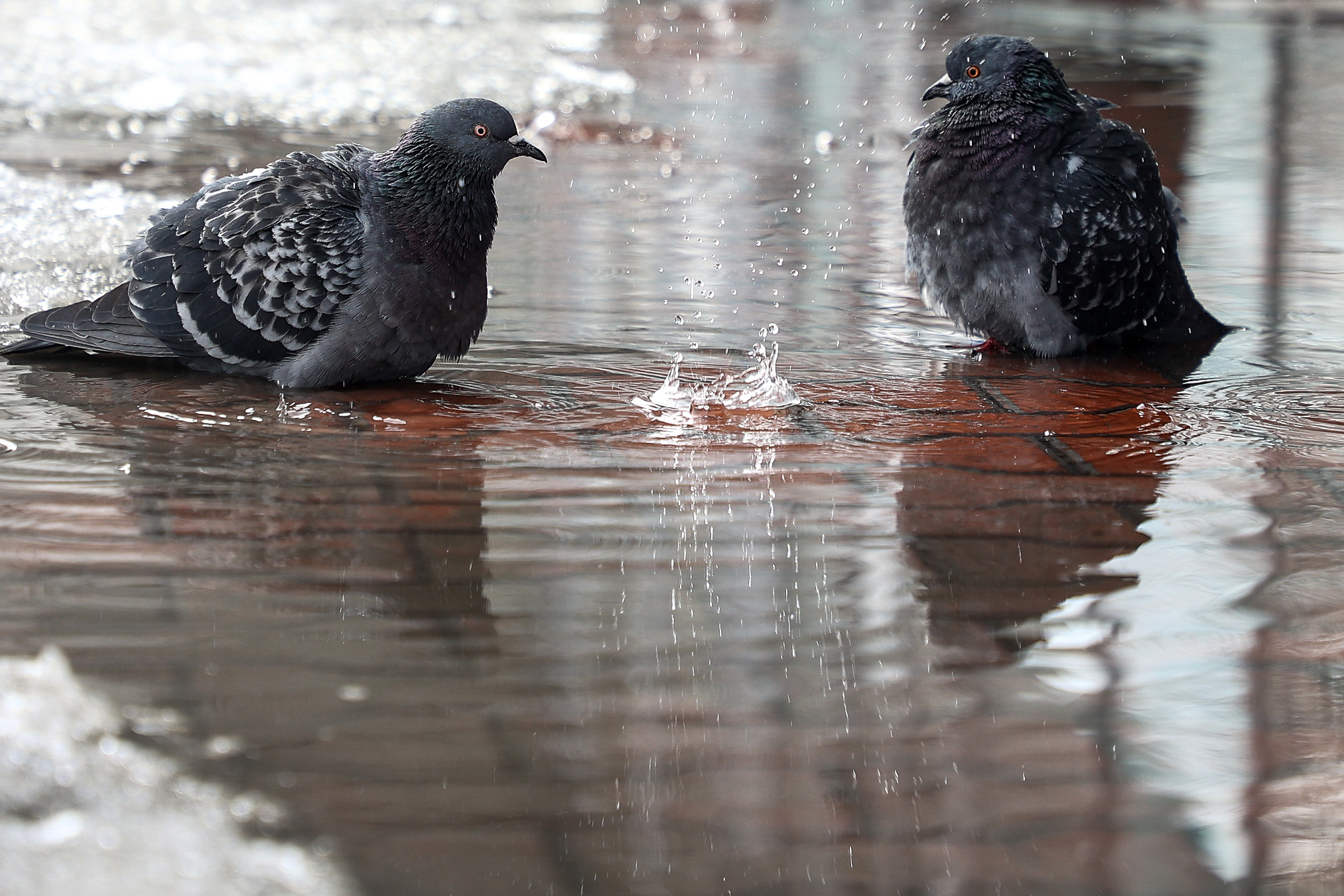 Солнечная погода с ручьями на улицах ждёт новосибирцев на этой неделе