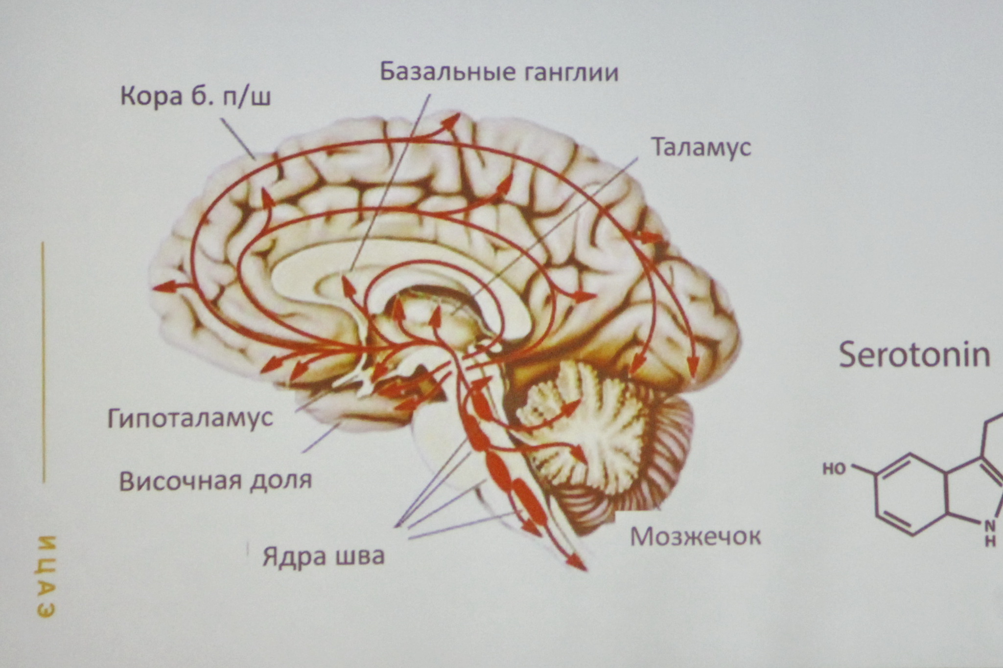 Как поддержать здоровье головного мозга: семь советов новосибирцам