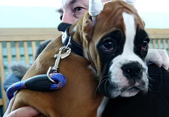 «Включите собаке музыку»: как защитить домашнего питомца на Новый год