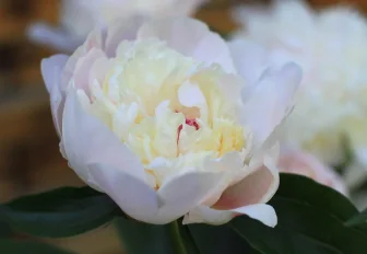 Фестиваль открыток из цветов проведут к 90-летию Первомайки