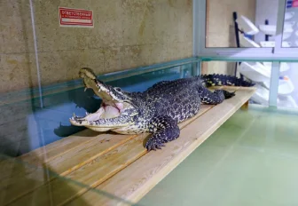 Крокодила Кузю из Новосибирска хотят отправить на историческую родину