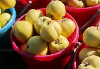 Как заготовить на зиму фрукты, овощи и травы: вкусные советы