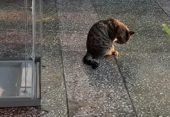 Мурзик ждёт избирателей: минутка юмора с выборов в Новосибирской области