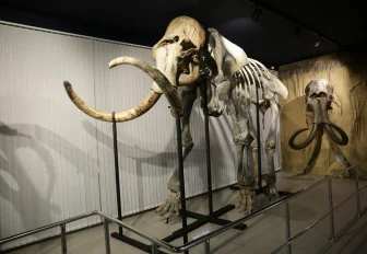 Новые версии гибели мамонтов в Новосибирской области представили учёные