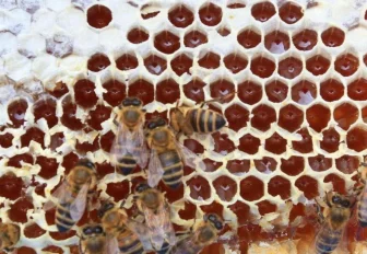 Массовую гибель пчёл выявили в семи районах Новосибирской области